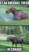 Image result for Maine Moose Funny