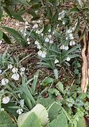 Billedresultat for Galanthus plicatus Diggory