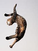Image result for Happy Cat Dance