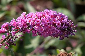 Image result for Nanho Purple Butterfly Bush