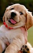 Image result for Piche's of Cute Happy Puppy