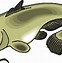 Image result for Clip Art Cartoon of Catfish