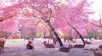 Image result for Nara Park Cherry Blossom