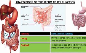 Image result for Functions of the Ileum