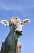 Image result for Cow Looking at Camera