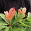 Image result for Photinia serrulata Pink Crispy