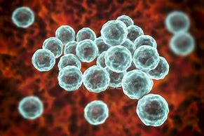 Image result for Chlamydia Pathogen