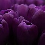 Image result for Free Purple Screensavers
