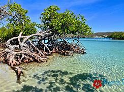 Image result for guaniqu�