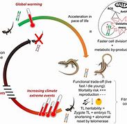 Image result for Sand Lizard Life Cycle