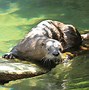 Image result for river otters diets