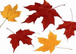 Image result for Leaves White Background