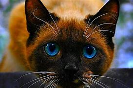 Image result for Beautiful Cat Wallpaper