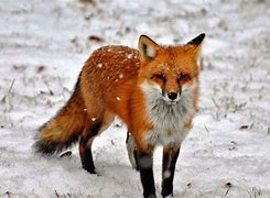 Image result for Fox Like Animals