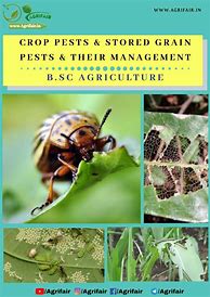 Image result for What Is a Crop Pest