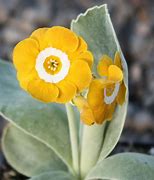 Image result for Primula auricula Colonel Champney