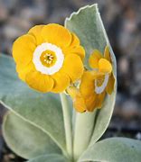 Image result for Primula auricula Slioh