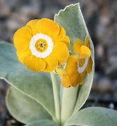 Image result for Primula auricula Lich