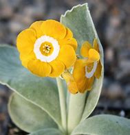 Image result for Primula auricula W.Muller