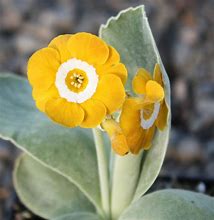 Image result for Primula auricula Joyce