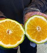 Image result for Ugli Fruit