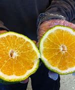Image result for Ugli Fruit