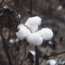 Image result for Cotton-Wool Spota
