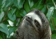 Image result for Black Sid the Sloth