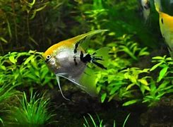 Image result for Red Tail Shark Tank Mates