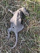 Image result for Dead Possum