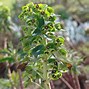Image result for Euphorbia waldsteinii Betten