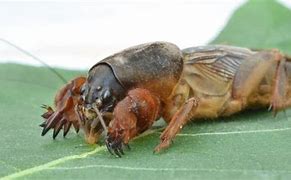 Image result for Mole Cricket Eat