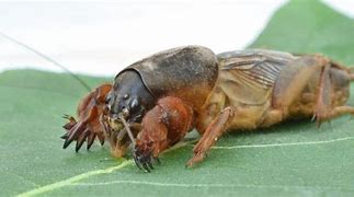 Image result for King Cricket Insect