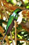 Image result for Heliothryx Trochilidae