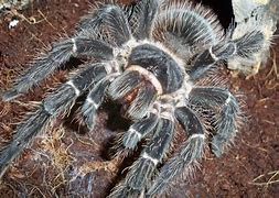 Image result for Lasiodora Parahybana