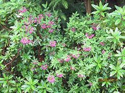 Image result for Kalmia angustifolia Rubra