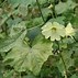 Image result for alcea