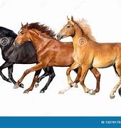 Image result for 3 Horse Photo Finish