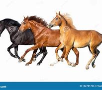 Image result for The Three Major Horse Races