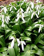 Image result for Galanthus woronowii Rodmarton Capella