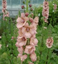 Image result for Verbascum Cotswold Queen