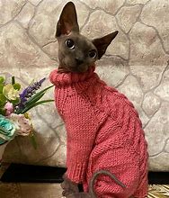 Image result for Cat Sweaters for Cats Only