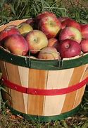 Image result for Virginia Apple Orchards