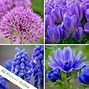 Image result for Beautiful Flower Bulb