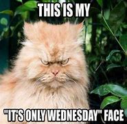 Image result for Funny Cat Weekend Meme