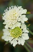 Image result for Scabiosa ochroleuca