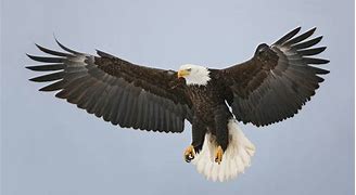 Image result for Eagle Sharp Claws