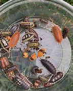 Image result for Exotic Isopod