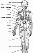 Image result for Body Parts Drawing Anatomy