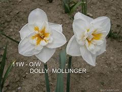 Image result for Narcissus Dolly Mollinger
